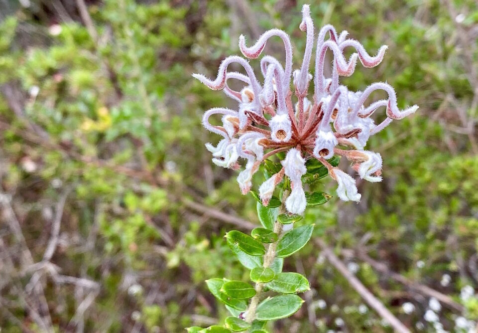 Grey Spider Flower - Fiori australiani con-senso.it